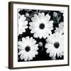 Daisy Light II-Joseph Eta-Framed Giclee Print