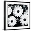 Daisy Light II-Joseph Eta-Framed Giclee Print