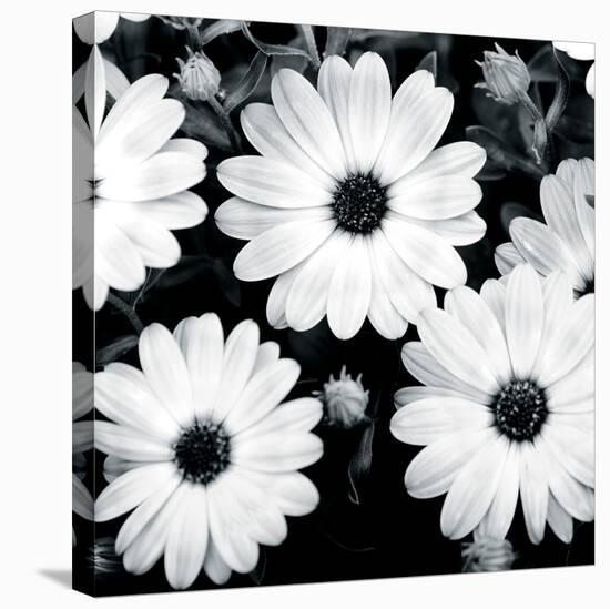 Daisy Light II-Joseph Eta-Stretched Canvas