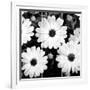 Daisy Light Ii-Joseph Eta-Framed Giclee Print