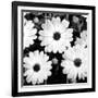 Daisy Light Ii-Joseph Eta-Framed Giclee Print