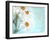 Daisy Love I-Judy Stalus-Framed Photographic Print