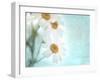 Daisy Love I-Judy Stalus-Framed Photographic Print