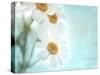 Daisy Love I-Judy Stalus-Stretched Canvas