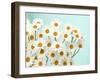 Daisy Love II-Judy Stalus-Framed Photographic Print