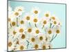 Daisy Love II-Judy Stalus-Mounted Photographic Print