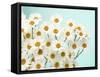 Daisy Love II-Judy Stalus-Framed Stretched Canvas