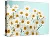 Daisy Love II-Judy Stalus-Stretched Canvas