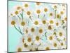 Daisy Love III-Judy Stalus-Mounted Photographic Print