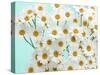 Daisy Love III-Judy Stalus-Stretched Canvas