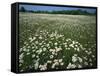 Daisy meadow, Loudoun County, Virginia, USA-Charles Gurche-Framed Stretched Canvas