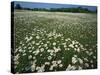 Daisy meadow, Loudoun County, Virginia, USA-Charles Gurche-Stretched Canvas