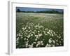 Daisy meadow, Loudoun County, Virginia, USA-Charles Gurche-Framed Photographic Print