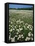 Daisy meadow, Loudoun County, Virginia, USA-Charles Gurche-Framed Stretched Canvas