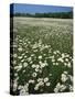 Daisy meadow, Loudoun County, Virginia, USA-Charles Gurche-Stretched Canvas