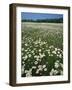 Daisy meadow, Loudoun County, Virginia, USA-Charles Gurche-Framed Photographic Print