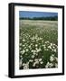 Daisy meadow, Loudoun County, Virginia, USA-Charles Gurche-Framed Photographic Print