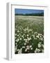 Daisy meadow, Loudoun County, Virginia, USA-Charles Gurche-Framed Photographic Print