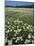 Daisy meadow, Loudoun County, Virginia, USA-Charles Gurche-Mounted Photographic Print