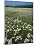 Daisy meadow, Loudoun County, Virginia, USA-Charles Gurche-Mounted Photographic Print