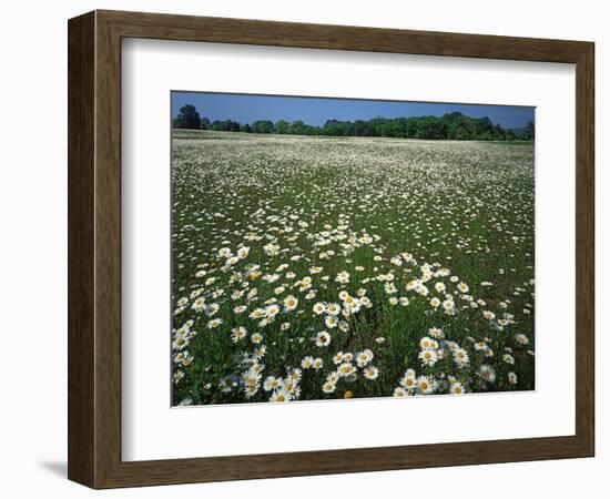 Daisy meadow, Loudoun County, Virginia, USA-Charles Gurche-Framed Photographic Print