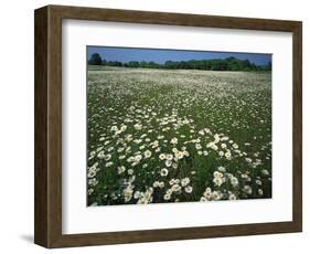 Daisy meadow, Loudoun County, Virginia, USA-Charles Gurche-Framed Photographic Print