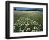 Daisy meadow, Loudoun County, Virginia, USA-Charles Gurche-Framed Photographic Print