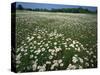 Daisy meadow, Loudoun County, Virginia, USA-Charles Gurche-Stretched Canvas