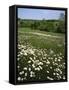 Daisy Meadow, Saline County, Missouri, USA-Charles Gurche-Framed Stretched Canvas