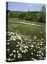 Daisy Meadow, Saline County, Missouri, USA-Charles Gurche-Stretched Canvas