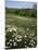 Daisy Meadow, Saline County, Missouri, USA-Charles Gurche-Mounted Premium Photographic Print