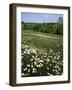Daisy Meadow, Saline County, Missouri, USA-Charles Gurche-Framed Photographic Print