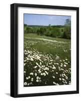 Daisy Meadow, Saline County, Missouri, USA-Charles Gurche-Framed Photographic Print