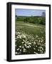 Daisy Meadow, Saline County, Missouri, USA-Charles Gurche-Framed Photographic Print