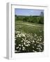 Daisy Meadow, Saline County, Missouri, USA-Charles Gurche-Framed Photographic Print