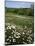 Daisy Meadow, Saline County, Missouri, USA-Charles Gurche-Mounted Photographic Print