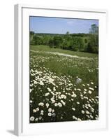 Daisy Meadow, Saline County, Missouri, USA-Charles Gurche-Framed Photographic Print