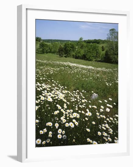 Daisy Meadow, Saline County, Missouri, USA-Charles Gurche-Framed Photographic Print