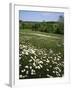 Daisy Meadow, Saline County, Missouri, USA-Charles Gurche-Framed Photographic Print