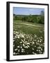 Daisy Meadow, Saline County, Missouri, USA-Charles Gurche-Framed Photographic Print