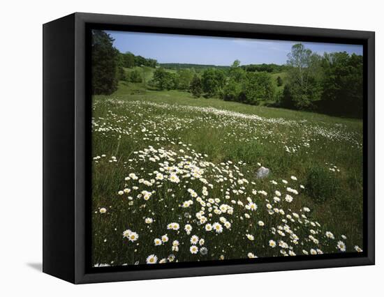 Daisy Meadow, Saline County, Missouri, USA-Charles Gurche-Framed Stretched Canvas