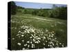 Daisy Meadow, Saline County, Missouri, USA-Charles Gurche-Stretched Canvas