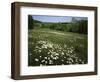 Daisy Meadow, Saline County, Missouri, USA-Charles Gurche-Framed Photographic Print