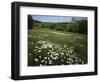 Daisy Meadow, Saline County, Missouri, USA-Charles Gurche-Framed Photographic Print