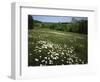 Daisy Meadow, Saline County, Missouri, USA-Charles Gurche-Framed Photographic Print