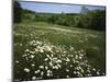 Daisy Meadow, Saline County, Missouri, USA-Charles Gurche-Mounted Photographic Print