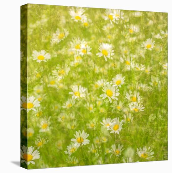 Daisy Meadow-Doug Chinnery-Stretched Canvas