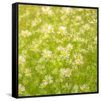 Daisy Meadow-Doug Chinnery-Framed Stretched Canvas