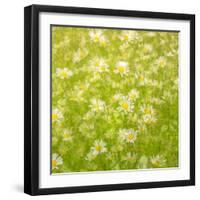 Daisy Meadow-Doug Chinnery-Framed Premium Photographic Print