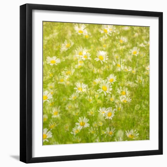 Daisy Meadow-Doug Chinnery-Framed Premium Photographic Print